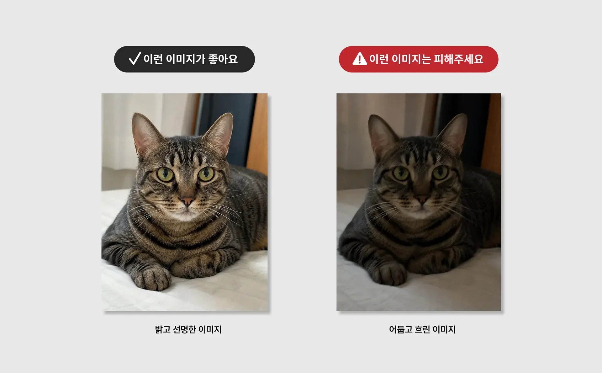 마플 반려동물 티셔츠 제작 가이드 – 밝고 선명한 고양이 사진과 어둡고 흐린 사진을 비교해 인쇄에 적합한 이미지를 안내하는 화면